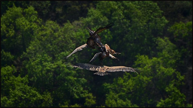 Любовный треугольник ... фото превью