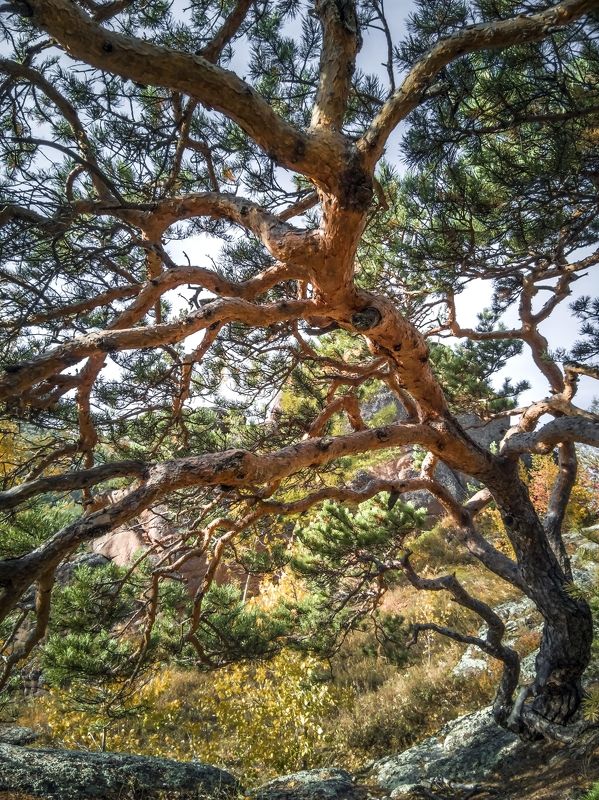 Спрут фото превью