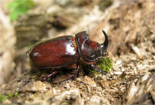 Жук-носорог