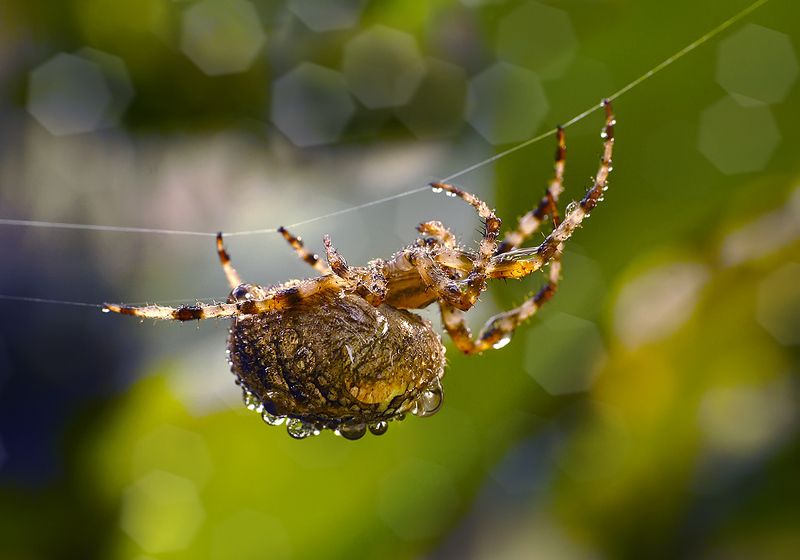 макро,паук крестовик Паучок- крестовичок фото превью