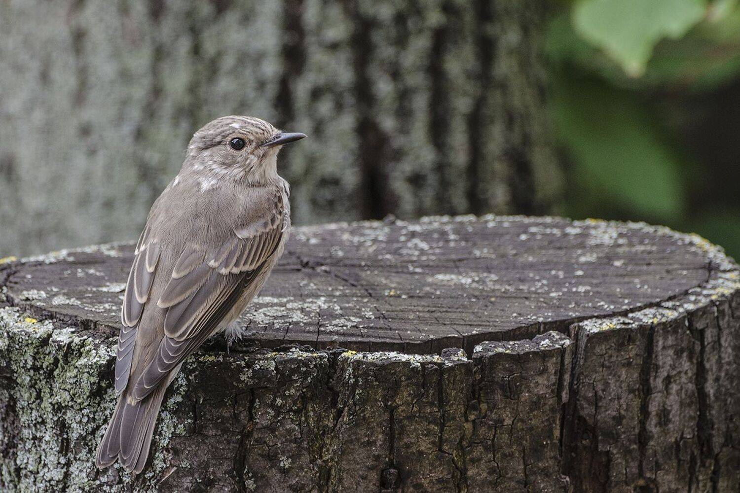 птица, слёток, серая мухоловка, Михаил Агеев