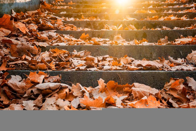 екатерингоф, санкт-петербург, листья, осень Листья на лестнице фото превью