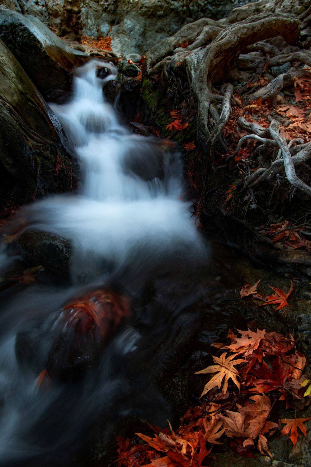 лес, пейзаж, природа, солнце, туман, река, закат, деревья, осень, landscape, nature, autumn, fall, Семён Кузнецов