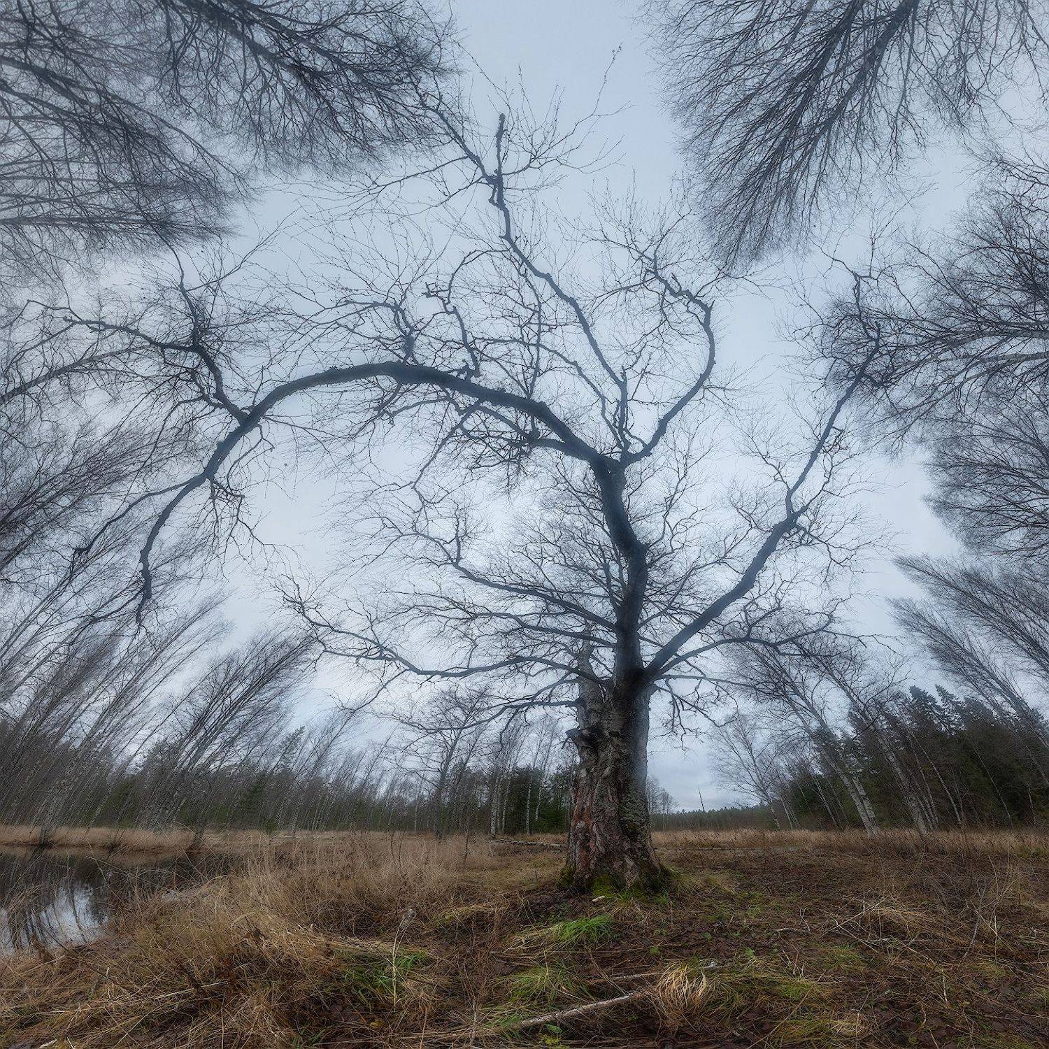 осень, лес, ленобласть, Алексей Марголин