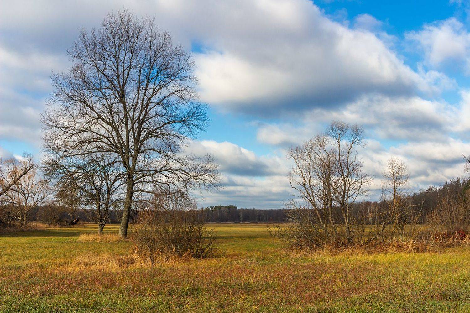 ноябрь, осень, природа, лес, Руслан Востриков