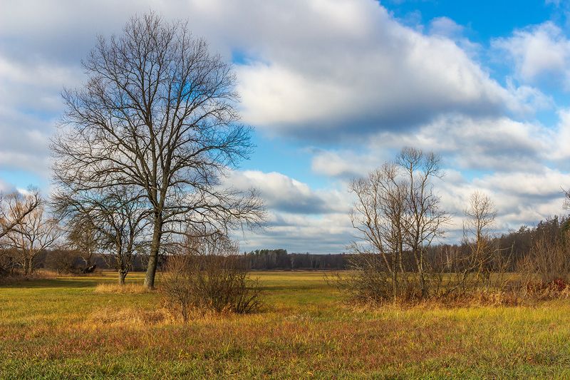 ноябрь, осень, природа, лес  фото превью