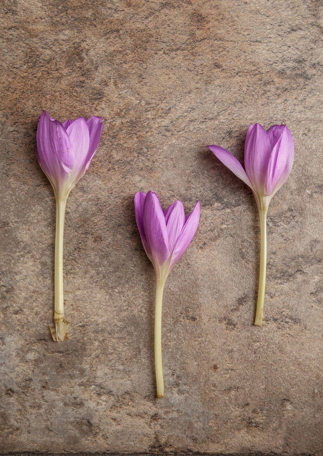 Колхикумы, осень, лиловое, Эльвира Сагдиева