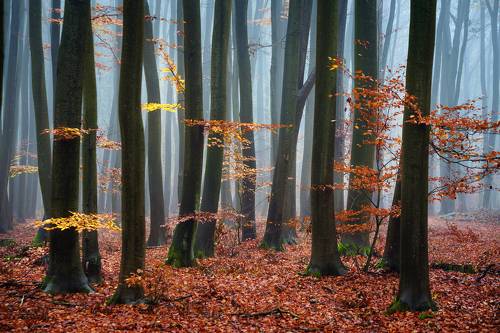 Morning in the beech forest