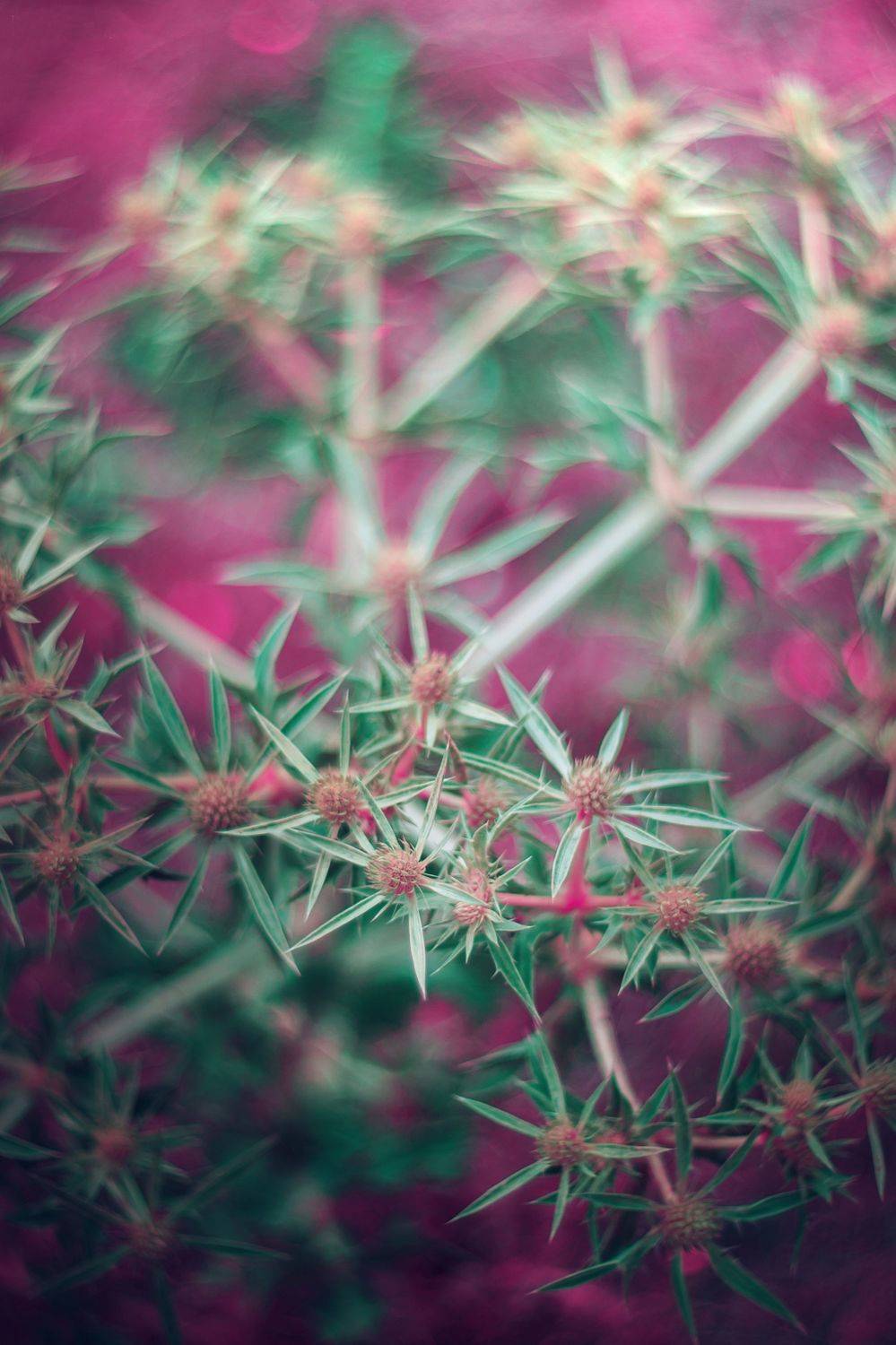 flowers,wild,nature,light,bokeh,pink,zenit,helios,nikon,green,pink, Борислав Алексиев