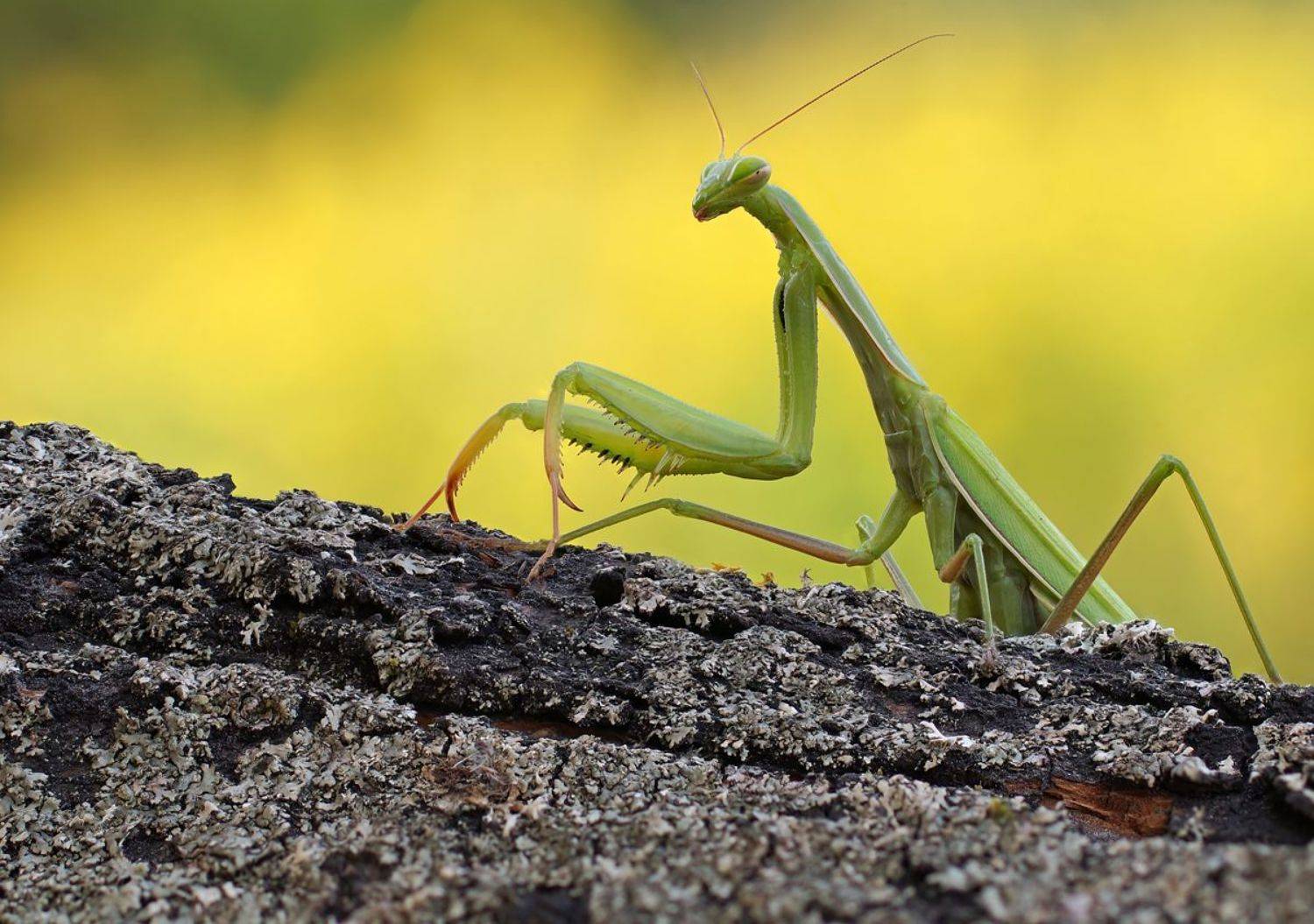 , Чепленко Алексей