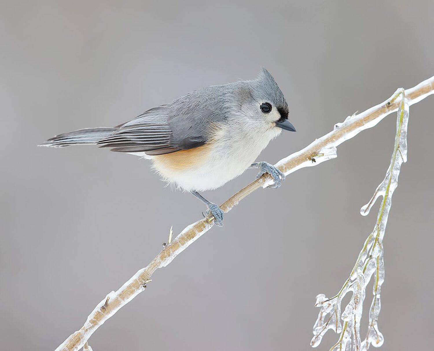 tufted titmouse, острохохлая синица,  синица,  titmouse, птицы на снегу, зима, Elizabeth Etkind