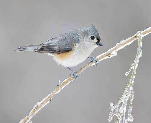 Tufted Titmouse -Острохохлая синица