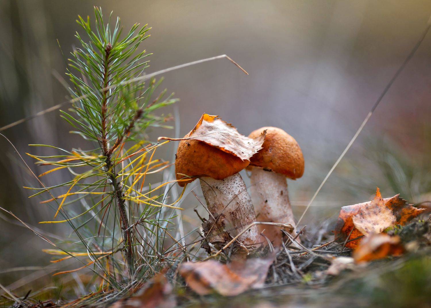 осенние мелодии, подосиновики, поцелуй осени, жизнь,о главном,ирина горюкина,лес,беларусь, Ирина Горюкина