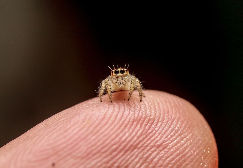 Jumping Spider фото превью