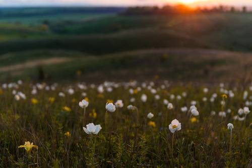 Ирисовый закат