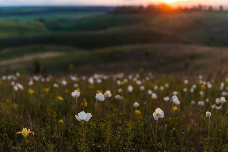 ветреница, весна, первоцветы, цветы, flowers, primulas, anemone, пейзаж, закат, ирис, iris humilis Ирисовый закат фото превью