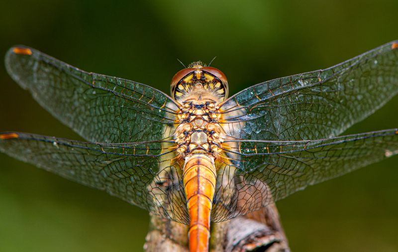 Back of Diplacodes bipunctata фото превью