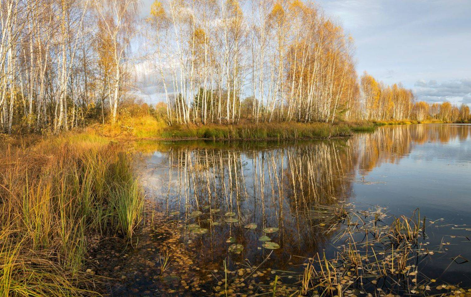 осень октябрь черная порза, Дмитрий Алексеев