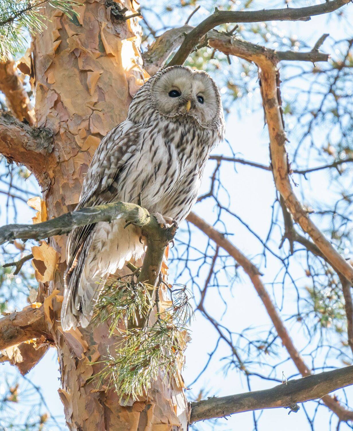 , Константин Дэм