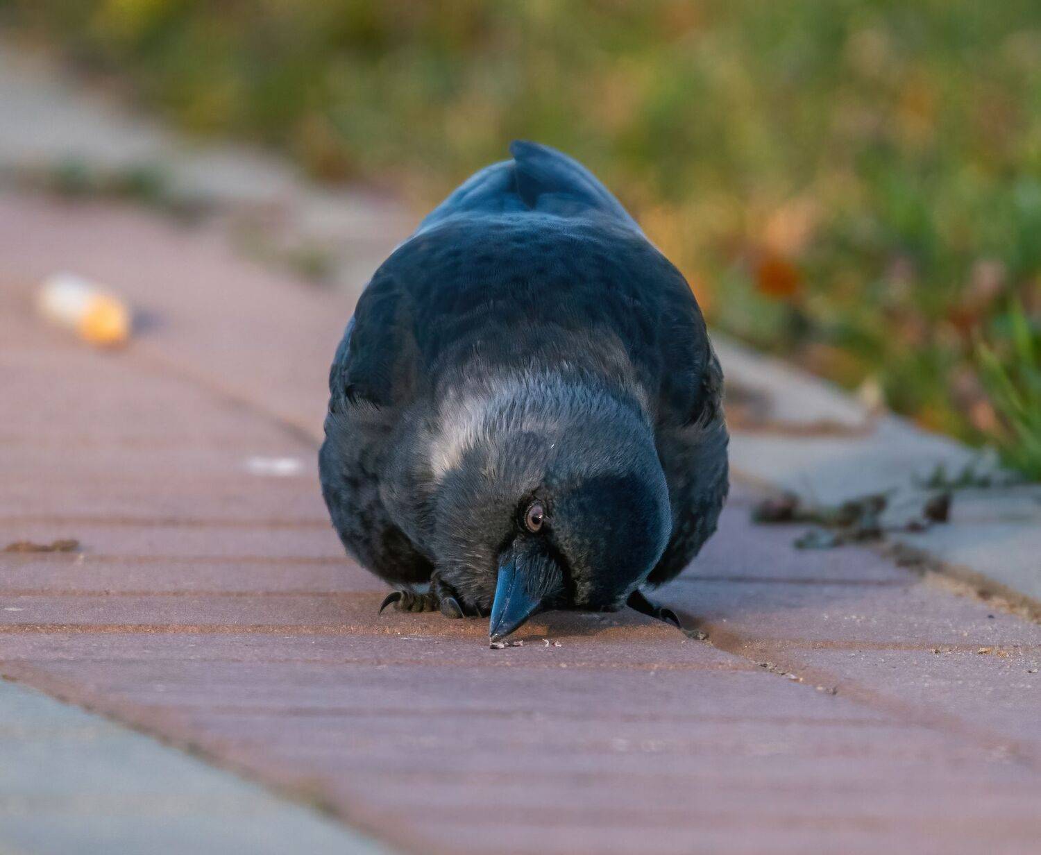 , Константин Дэм