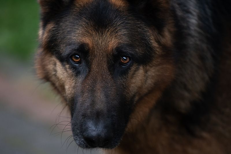 eye, wolf Saturn фото превью