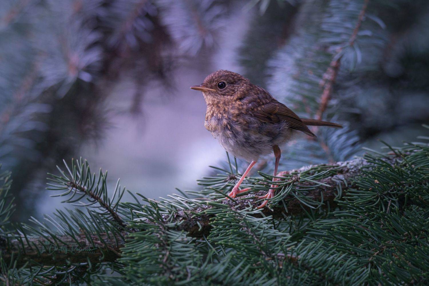 природа, лес, поля, огороды, животные, птицы, макро, Дмитрий Посевич