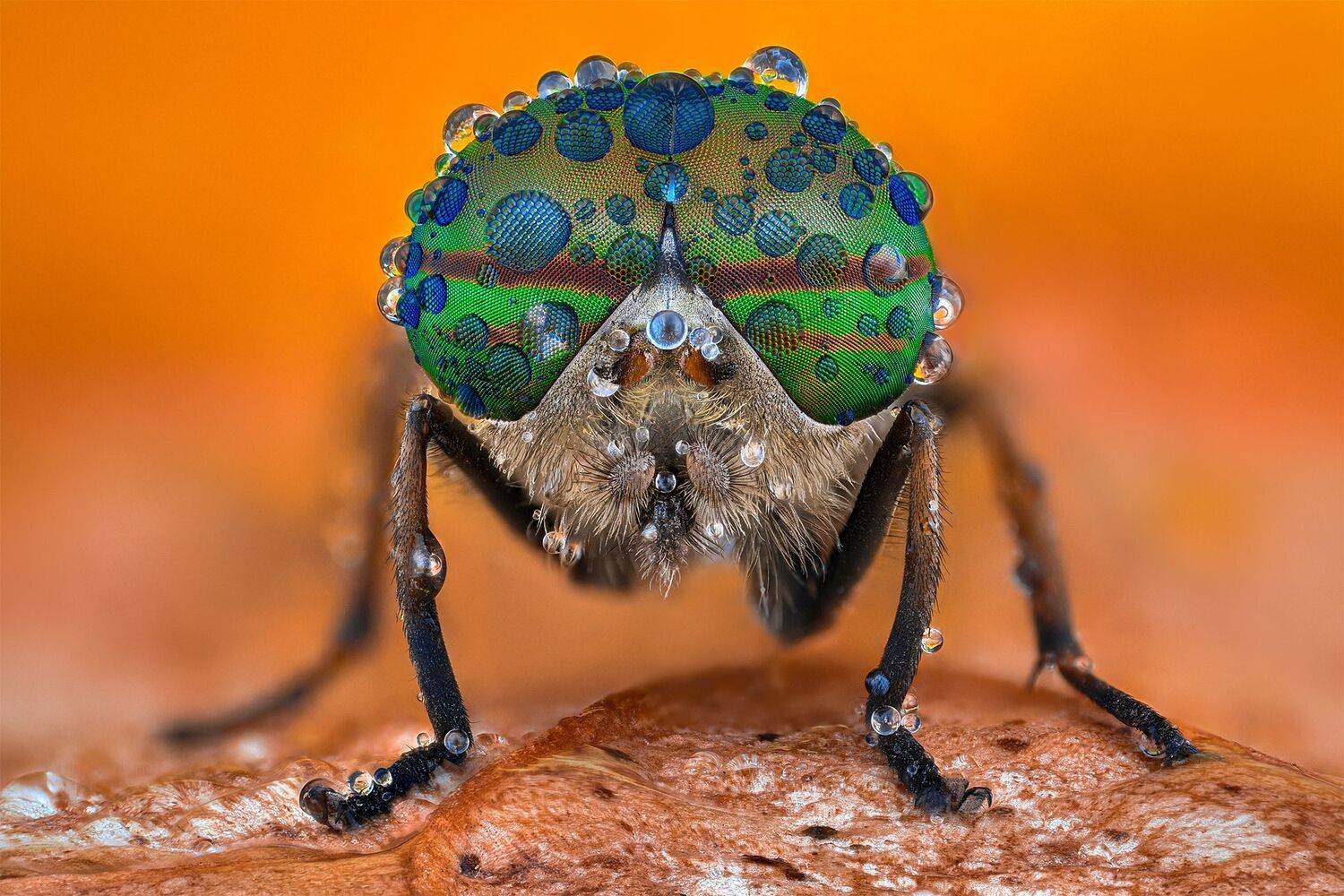 ceclii, nikon d5600,macro,lomo3.7, Tsvetan Ganev