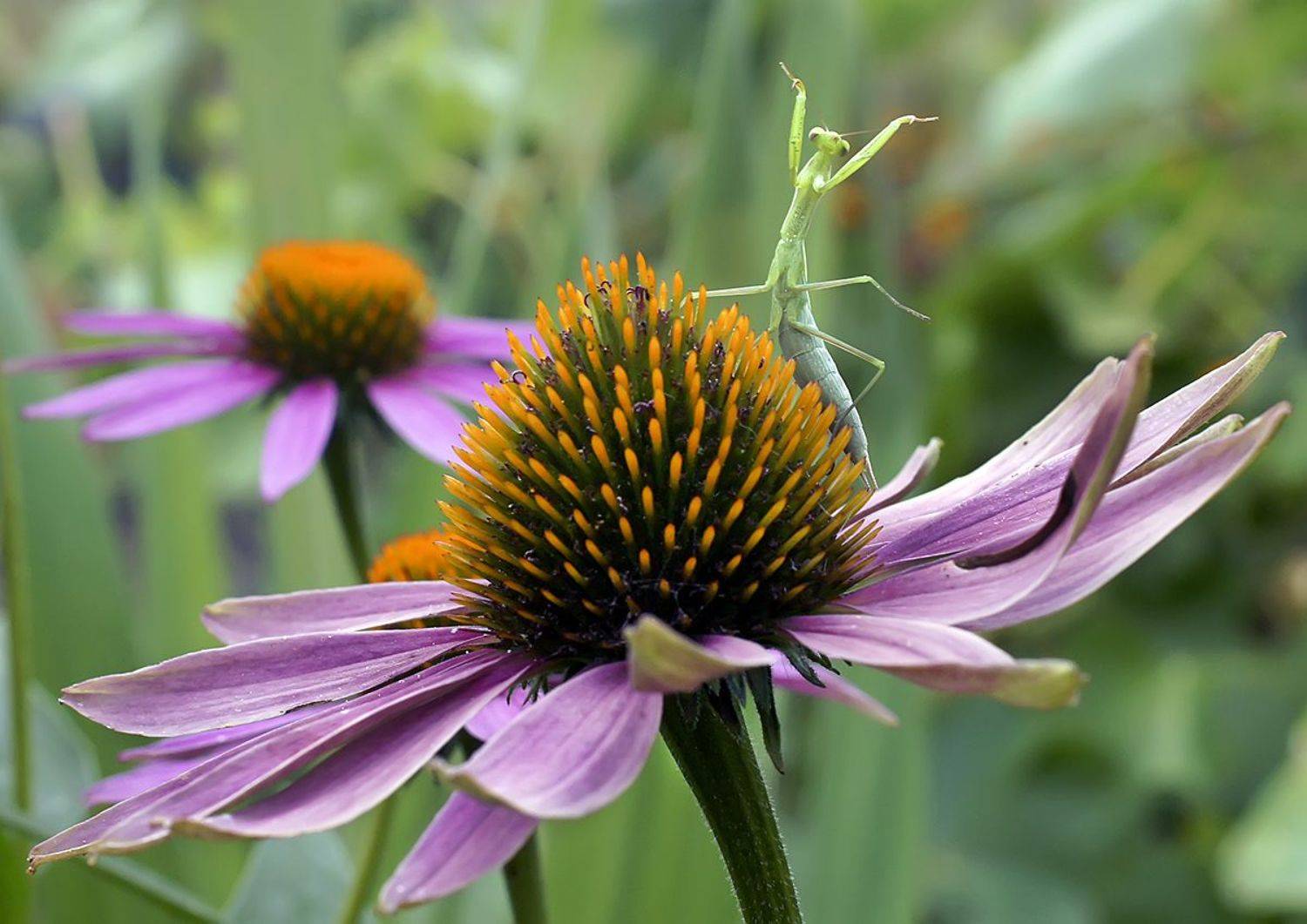 макро,богомол, Гарик Соколов
