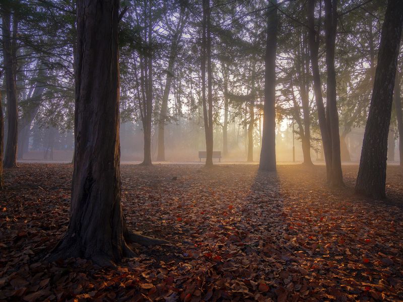 осень, утро, туман, рассвет, autumn, morning, fog, dawn Осеннее утро фото превью