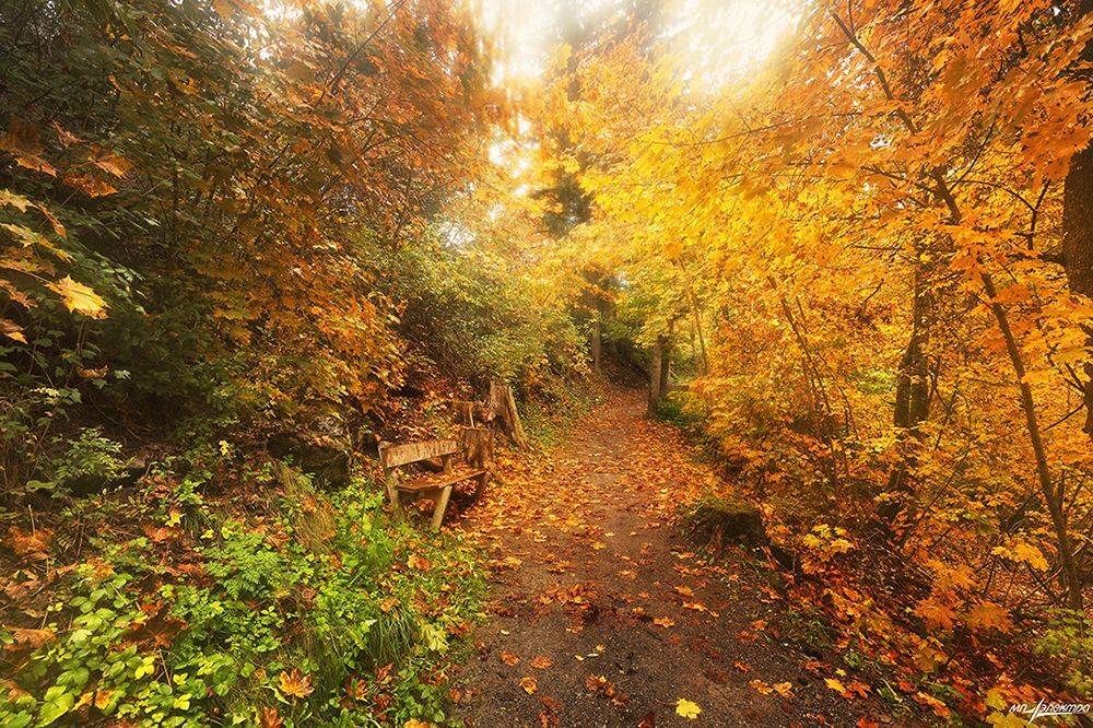 swiss, Матвеев Николай