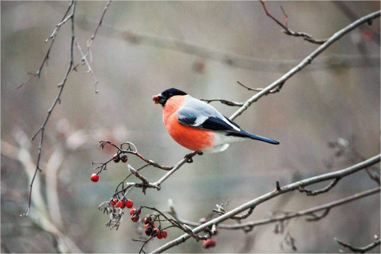 снегирь, КарОл