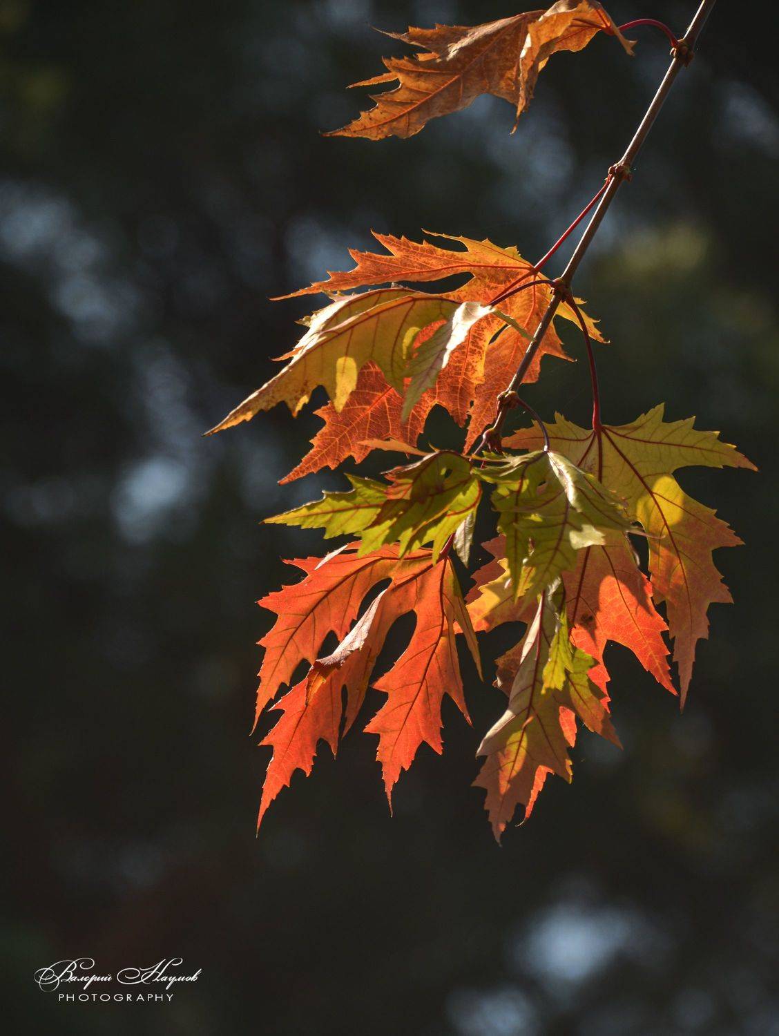 осень, ноябрь, клён, Валерий Наумов