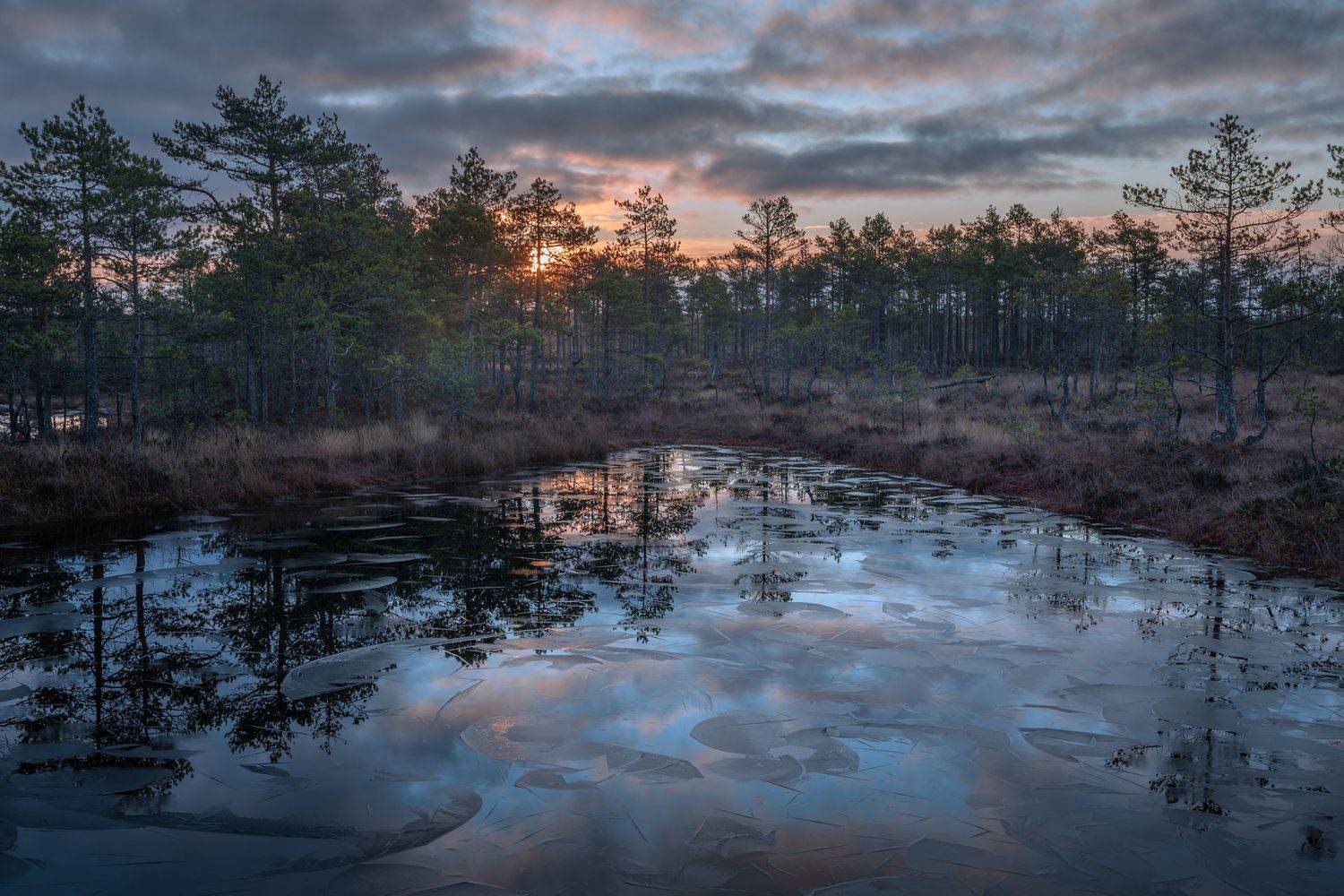 ленинградская область,, Роман Фабричный