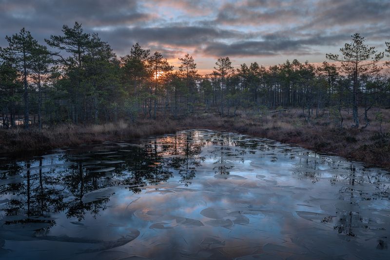 ленинградская область, Болотные истории фото превью