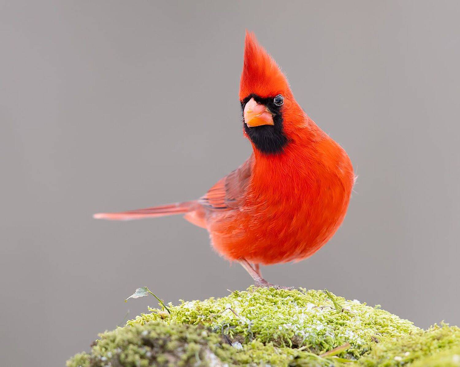 красный кардинал, northern cardinal, cardinal,кардинал, зима, Elizabeth Etkind
