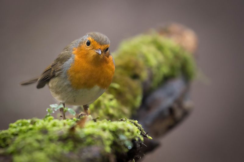 Robin фото превью
