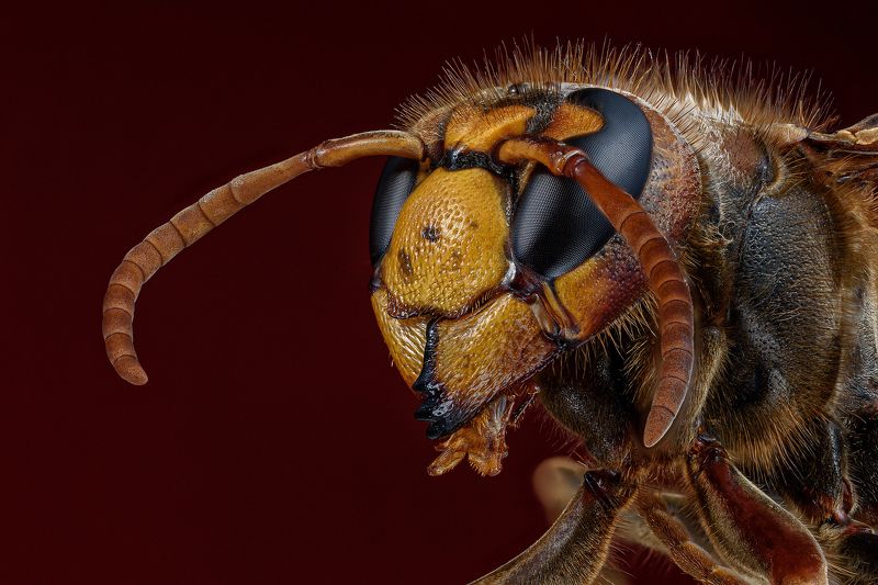 RedHornet фото превью