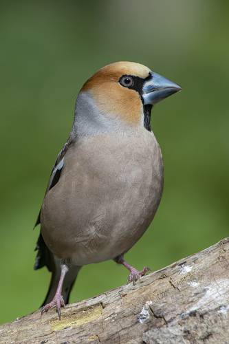 Обыкновенный дубонос (Coccothraustes coccothraustes)