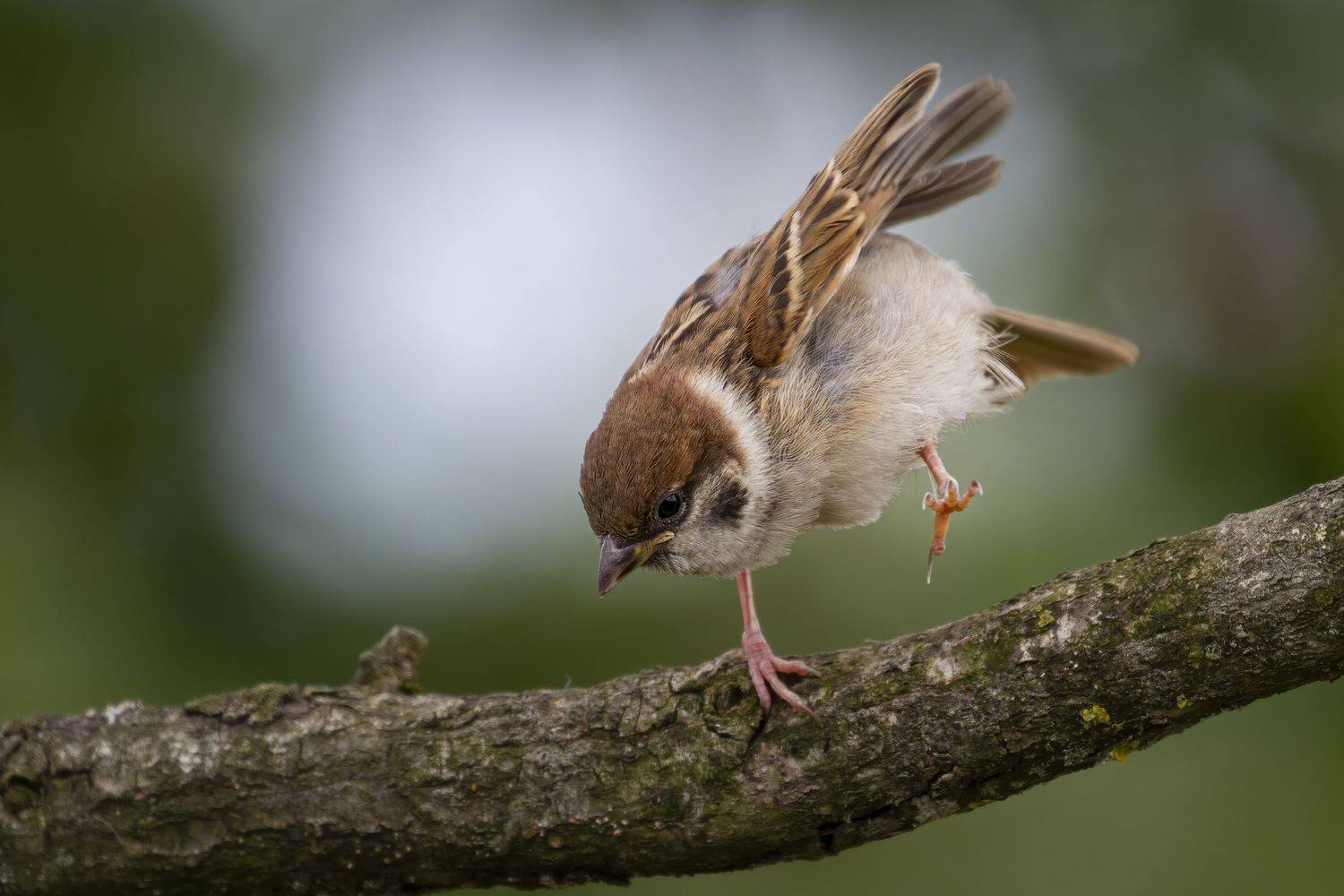 полевой воробей   (passer montanus), Rimantas Stankunas