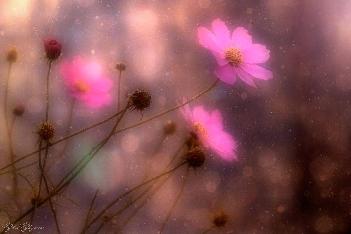 , Орлов Олег