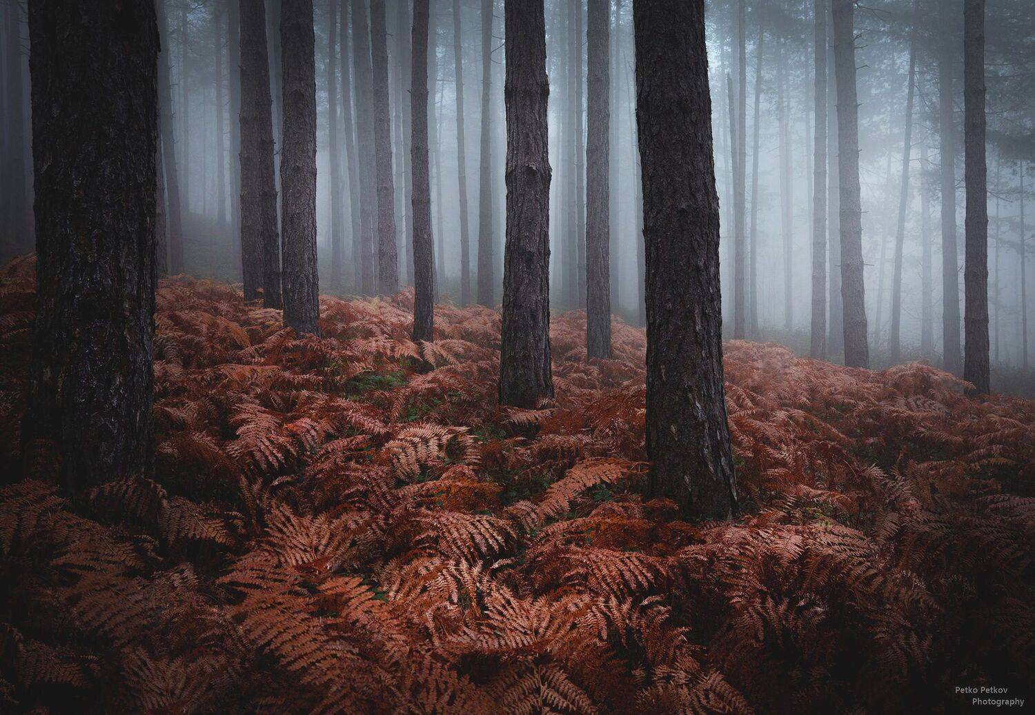 , Петко Петков