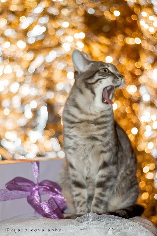 фотограф Лисичанск Тимон фото превью