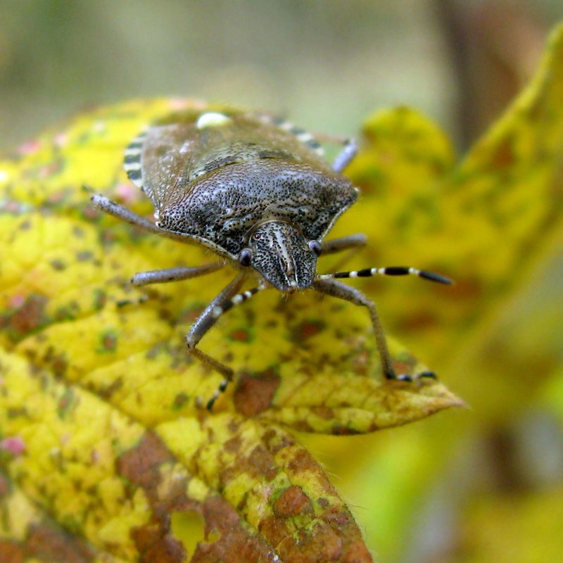 Клопик фото превью