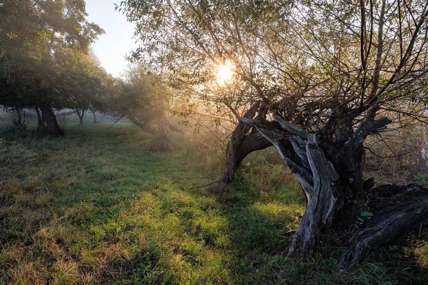 , Александр Бредихин
