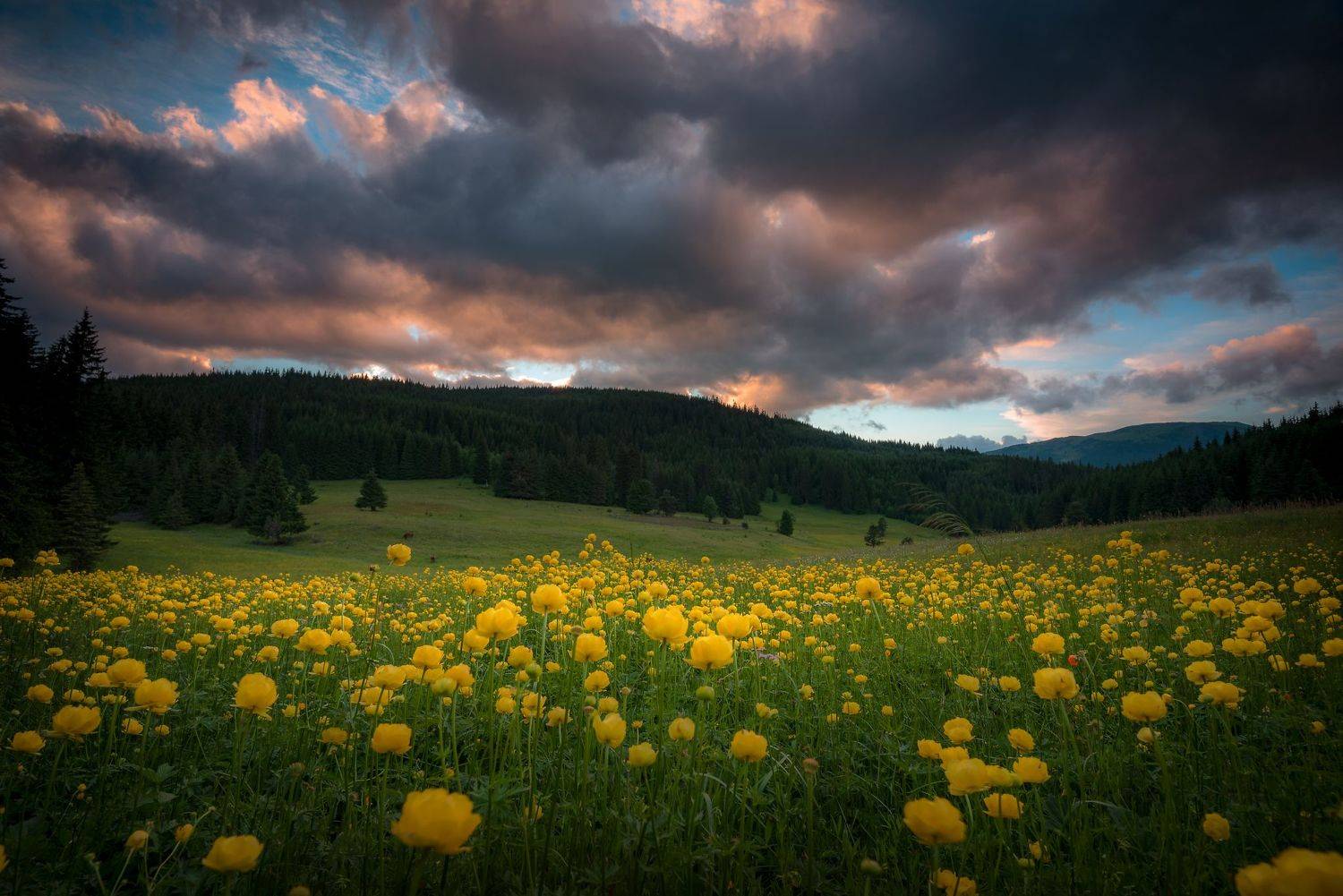 , Atanasova - Lucero Mariyana