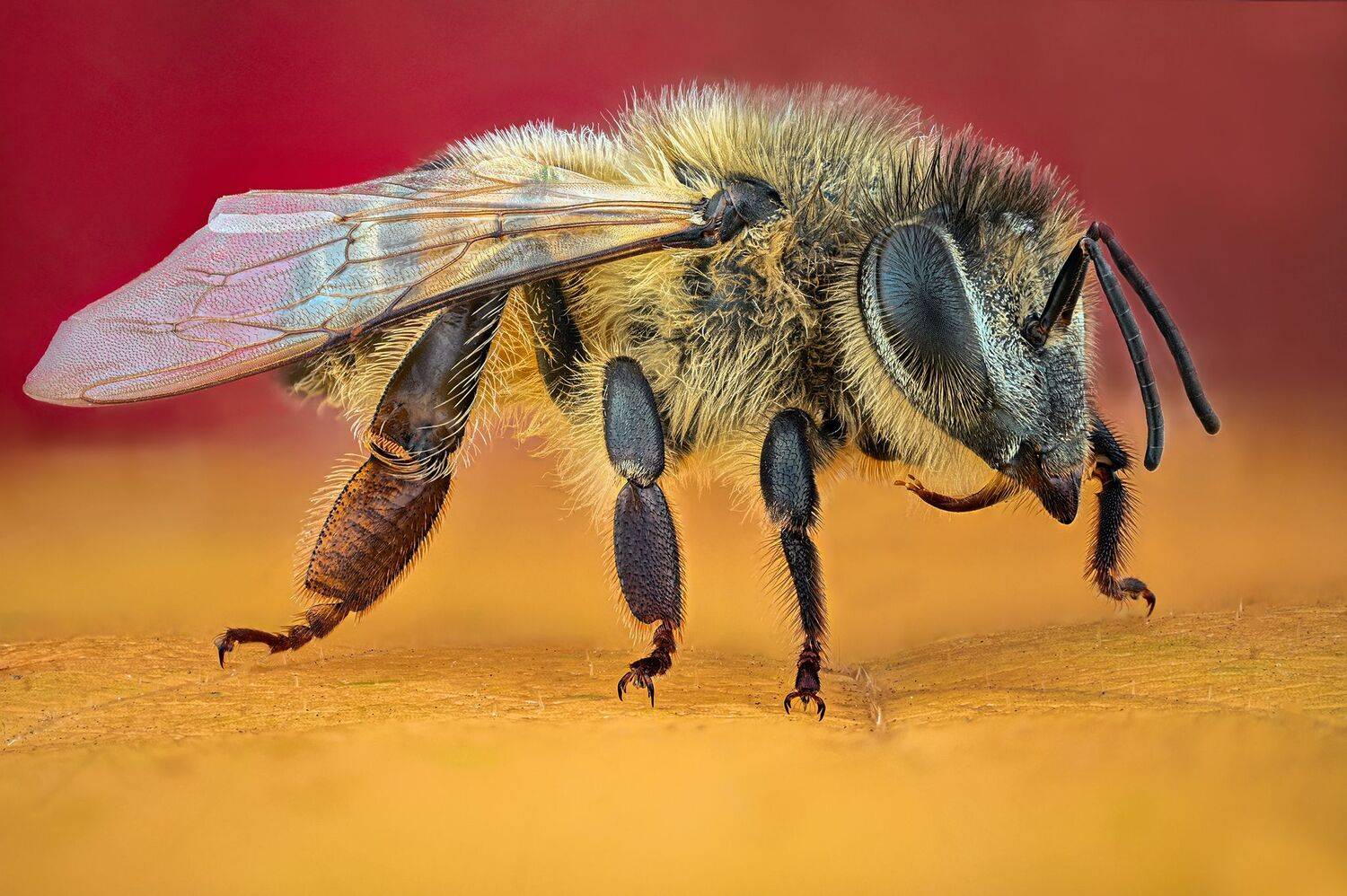 ceclii,macro,nikonz6ii, Tsvetan Ganev