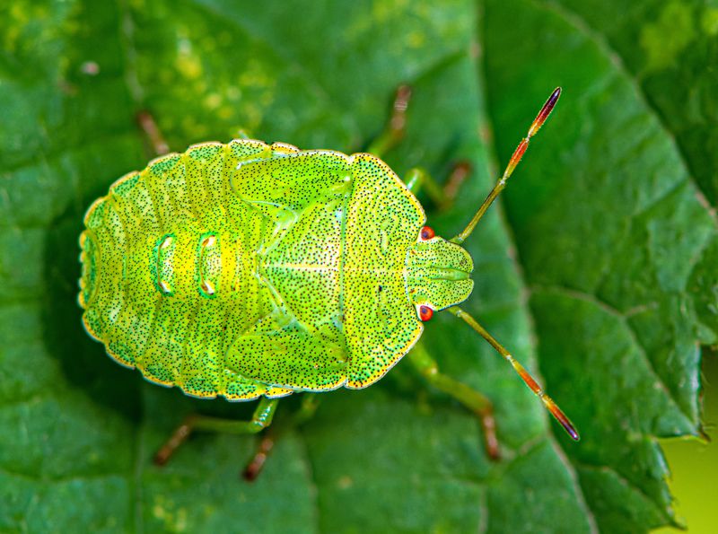 A little Nezara viridula фото превью