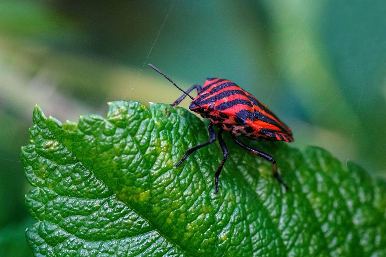 клоп, макро, итальянский, щитник линейчатый,  графозома полосатая, graphosoma lineatum, Игорь Антипов