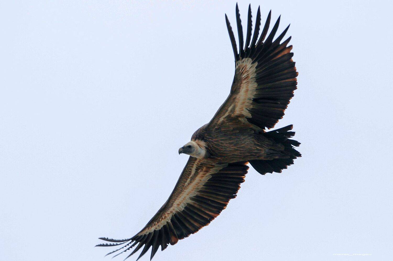 белоголовый сип,гриф.падальщик,горы.дагестан.марат магов,, Marat Magov