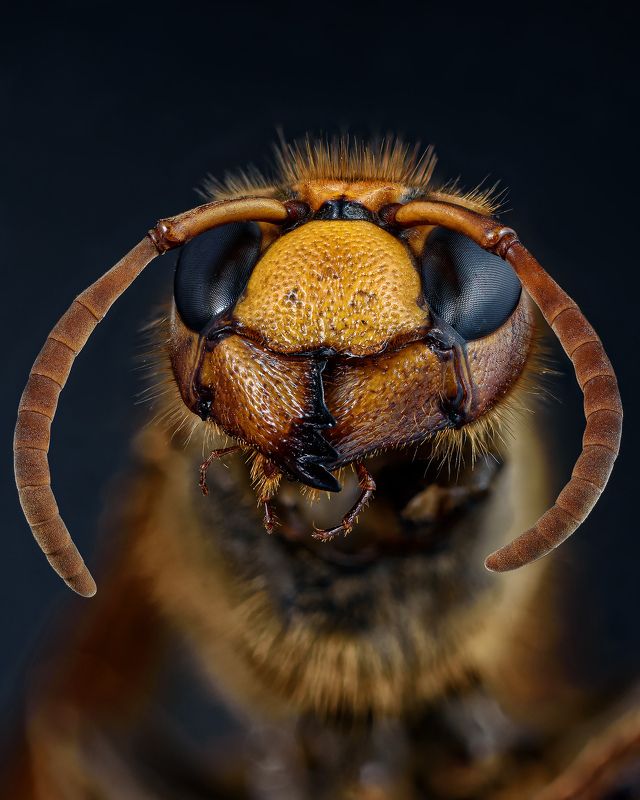 Hornet фото превью